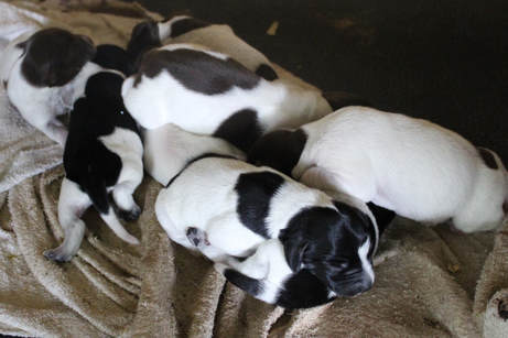 newborn german shorthaired pointer puppies