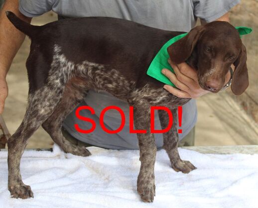 solid liver german shorthaired pointer