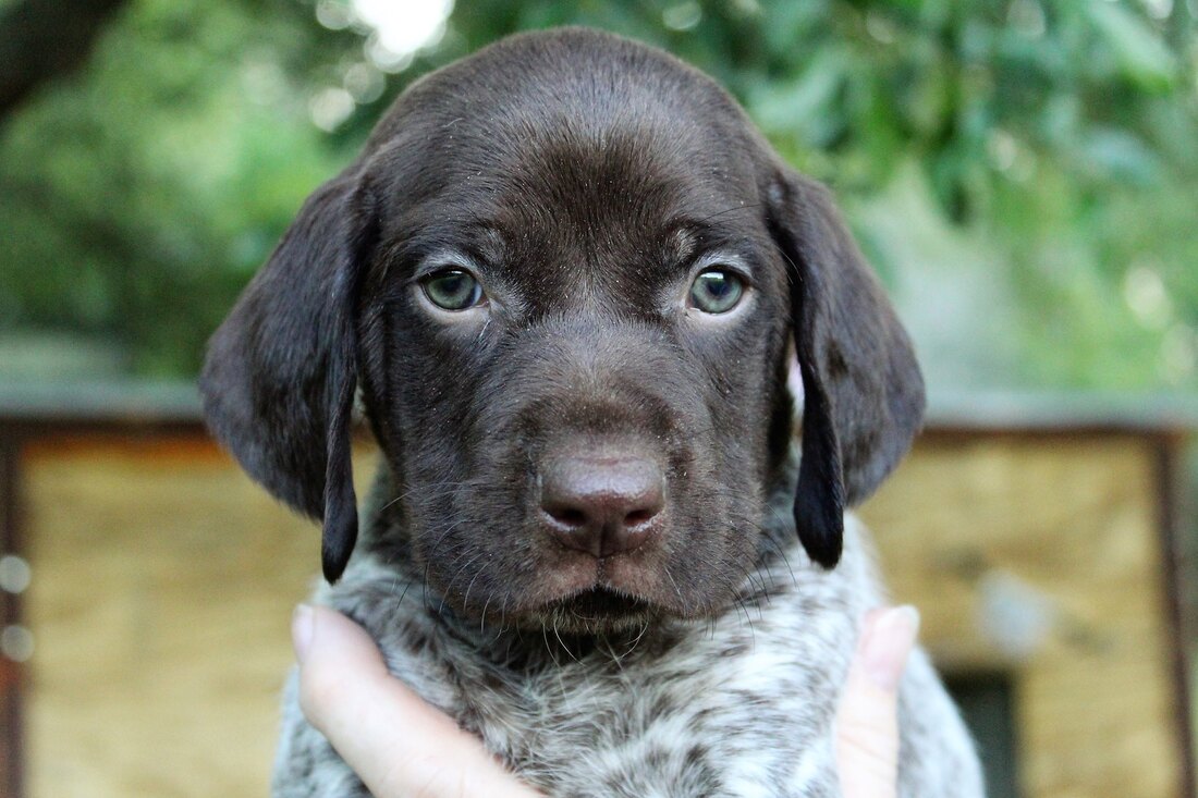 Siberian Husky And German Shorthaired Pointer Puppies For Sale